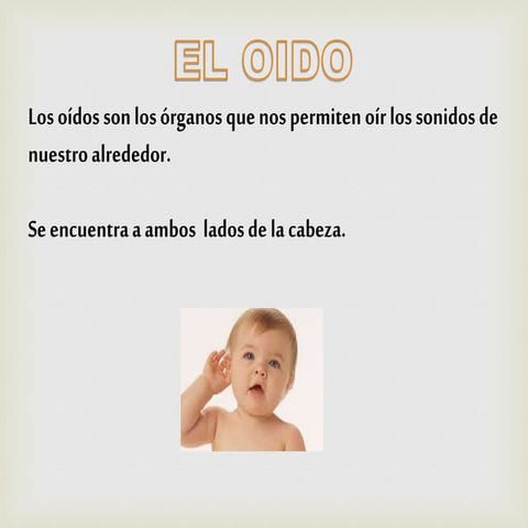 El oido