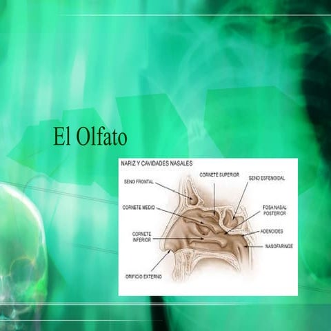 El olfato