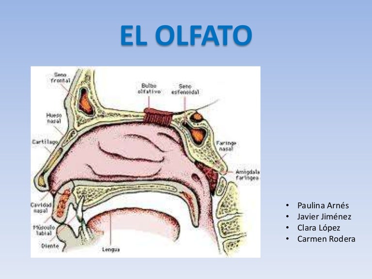 El olfato El olfato