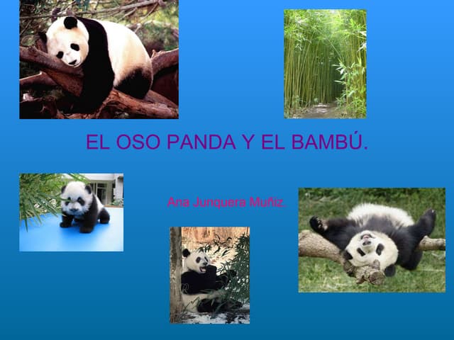 El Oso Panda