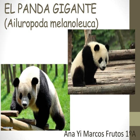 El panda gigante 