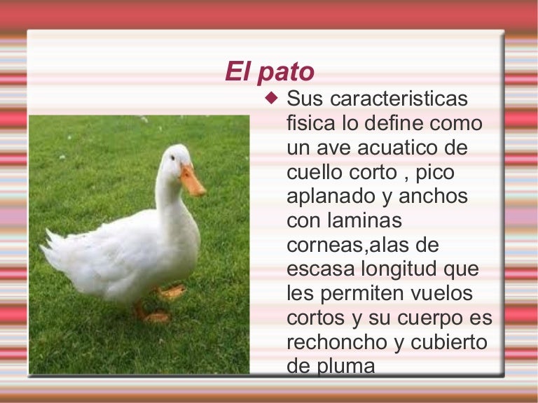 El pato