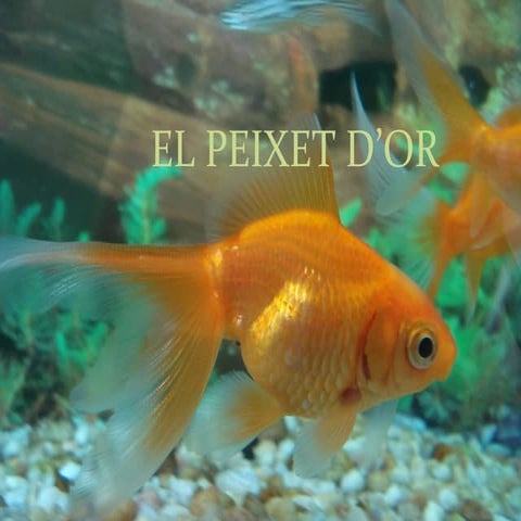 El peixet d'or