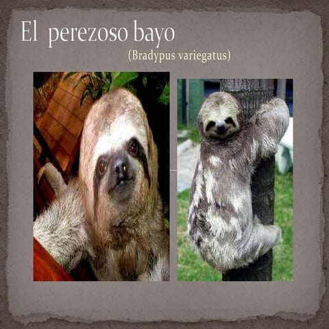 El perezoso | PPTX