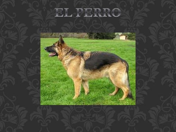EL PERRO DOMESTICO Y SUS CARACTERISTICAS | PPT