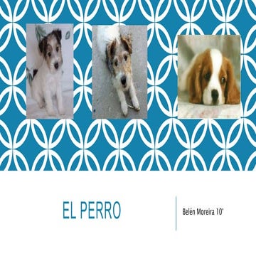 El perro