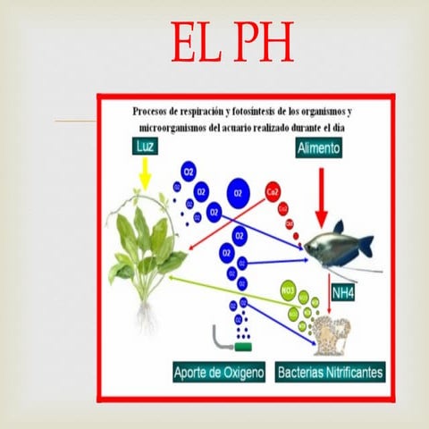 El ph