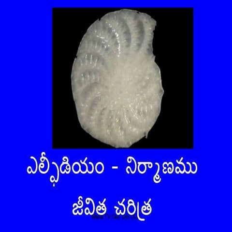 Elphidium zoology tulasi | PPTX