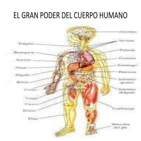 El poder del cuerpo humano | PPTX
