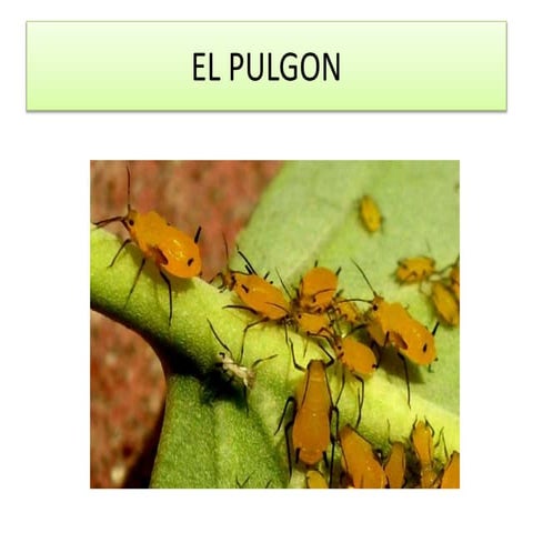 El pulgon