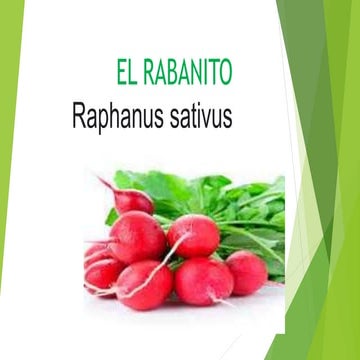 EL RABANITO.pptx