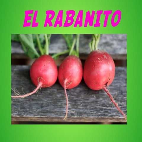 Raphanus sativus (Rábano) | PPT