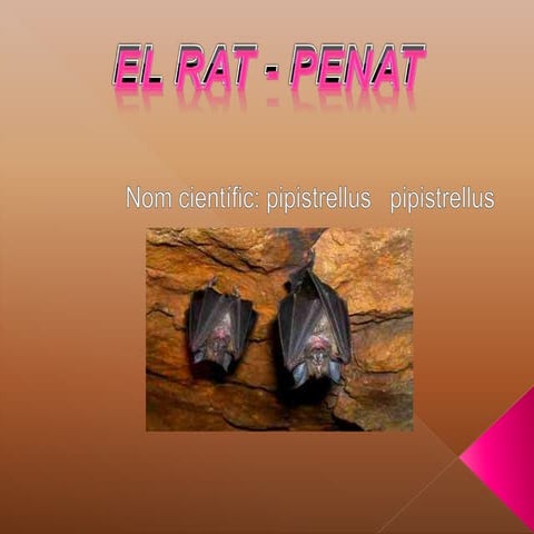 El rat penat