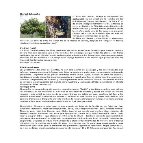 El árbol del caucho
