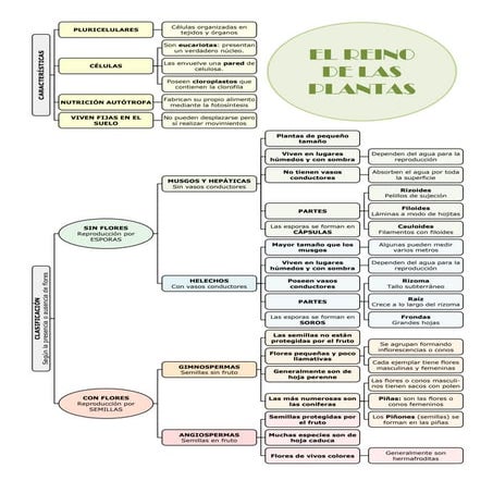 El reino de las plantas esquema 1ºESO
