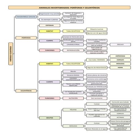 El reino de los animales los invertebrados 1º ESO