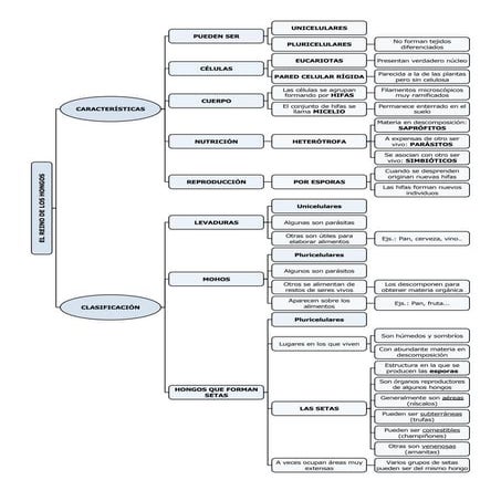 El reino de los hongos esquema 1ºESO