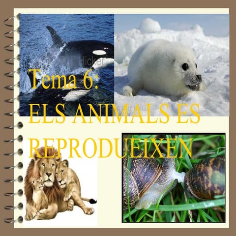 Clusella_animals_i_reproduccio