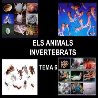 Els Animals Invertebrats