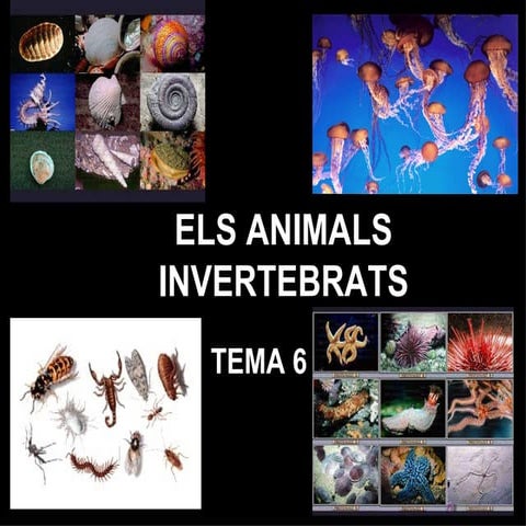 Els Animals Invertebrats