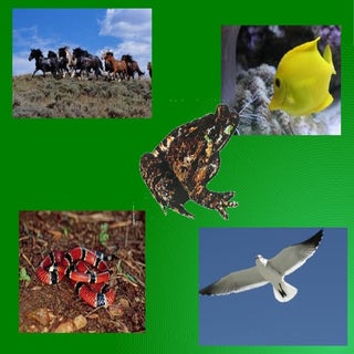 Els animals vertebrats