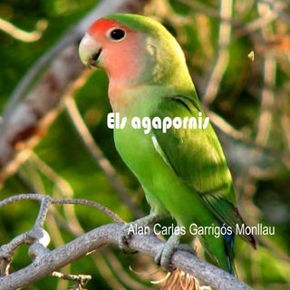 Els agapornis