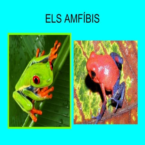 Els amfibis