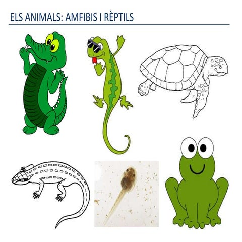 Els animals, amfibis i rèptils