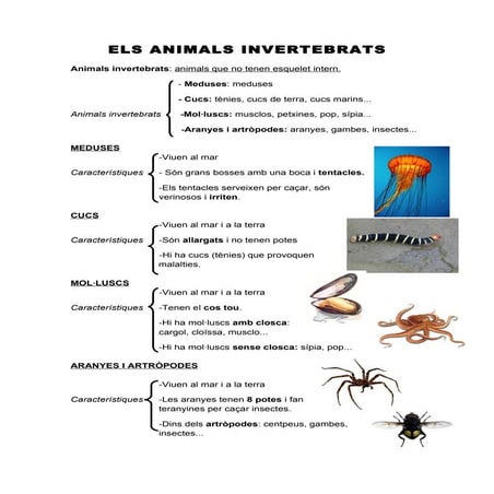 Els animals invertebrats