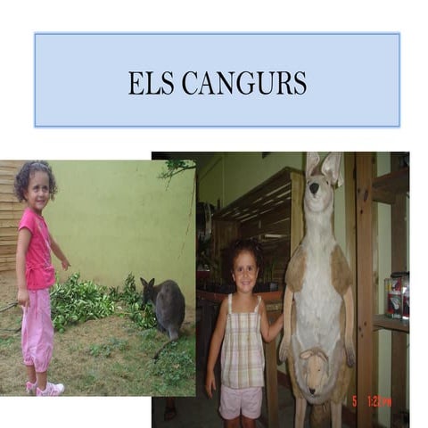Els cangurs