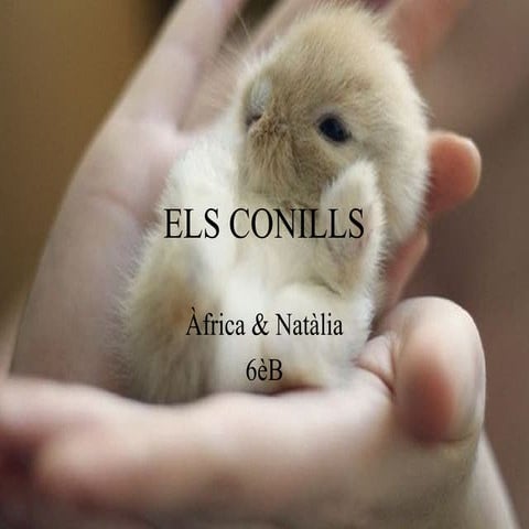 Els conills