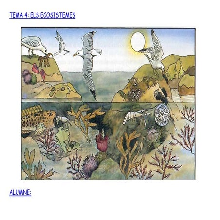 Els ecosistemes dibuixos