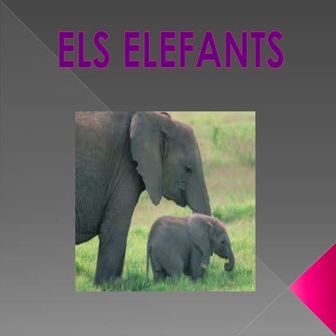 Els elefants