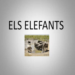 Els elefants.2