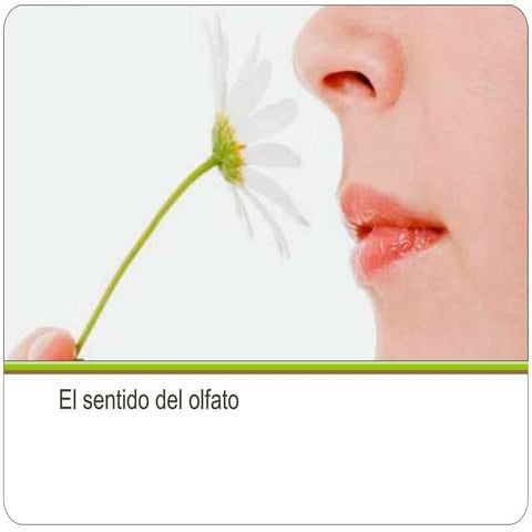 El sentido del olfato_aromas del prado.pptx