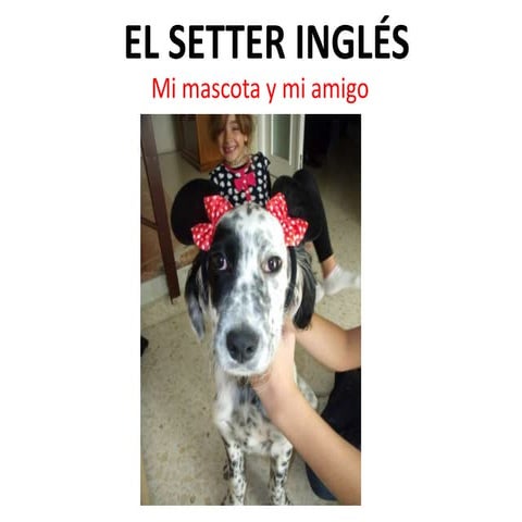 Setter inglés