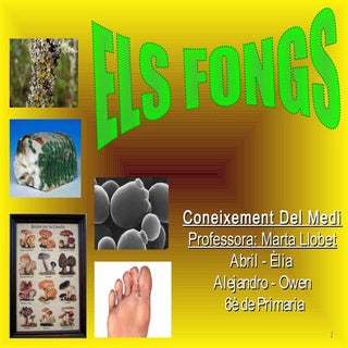 Els fongs