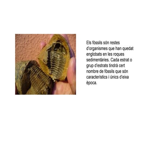 Els fòssils i l’evolució