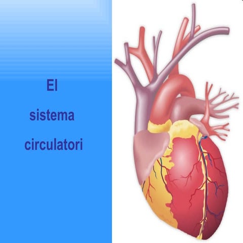 El sistema circulatori
