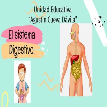 El sistema digestivo