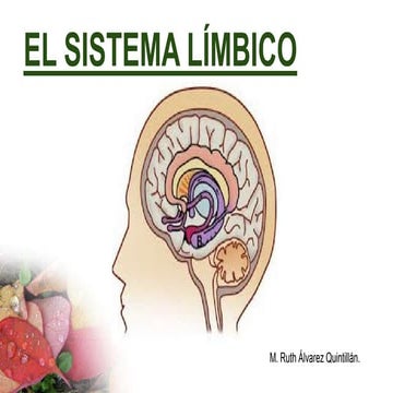 El sistema limbico.