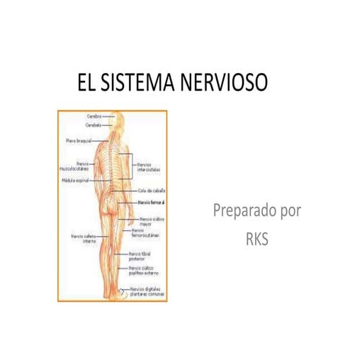 El sistema nervioso
