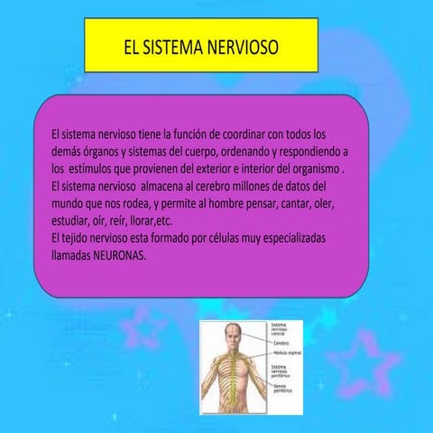 El sistema nervioso 