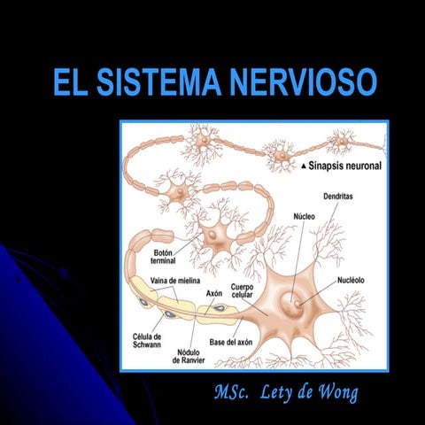 El Sistema Nervioso