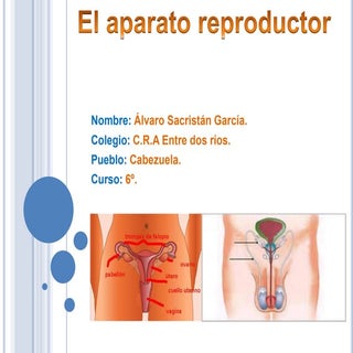 El sistema reproductor