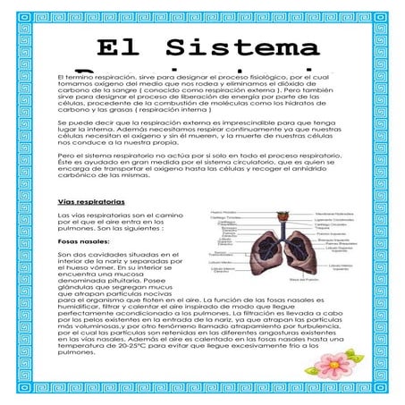 El sistema respiratorio
