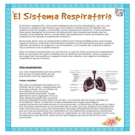 El sistema respiratorio