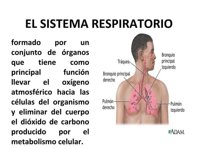 El Sistema Respiratorio