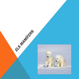 Els mamifers