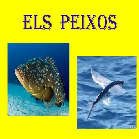 Els  peixos
